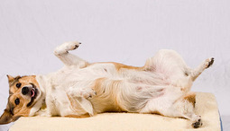 Allt om hund kastrering