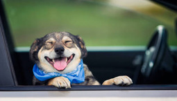 Allt om att ta med din hund på bilsemester