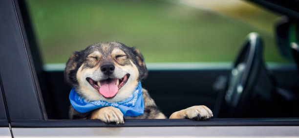 thumbnail of Allt om att ta med din hund på bilsemester